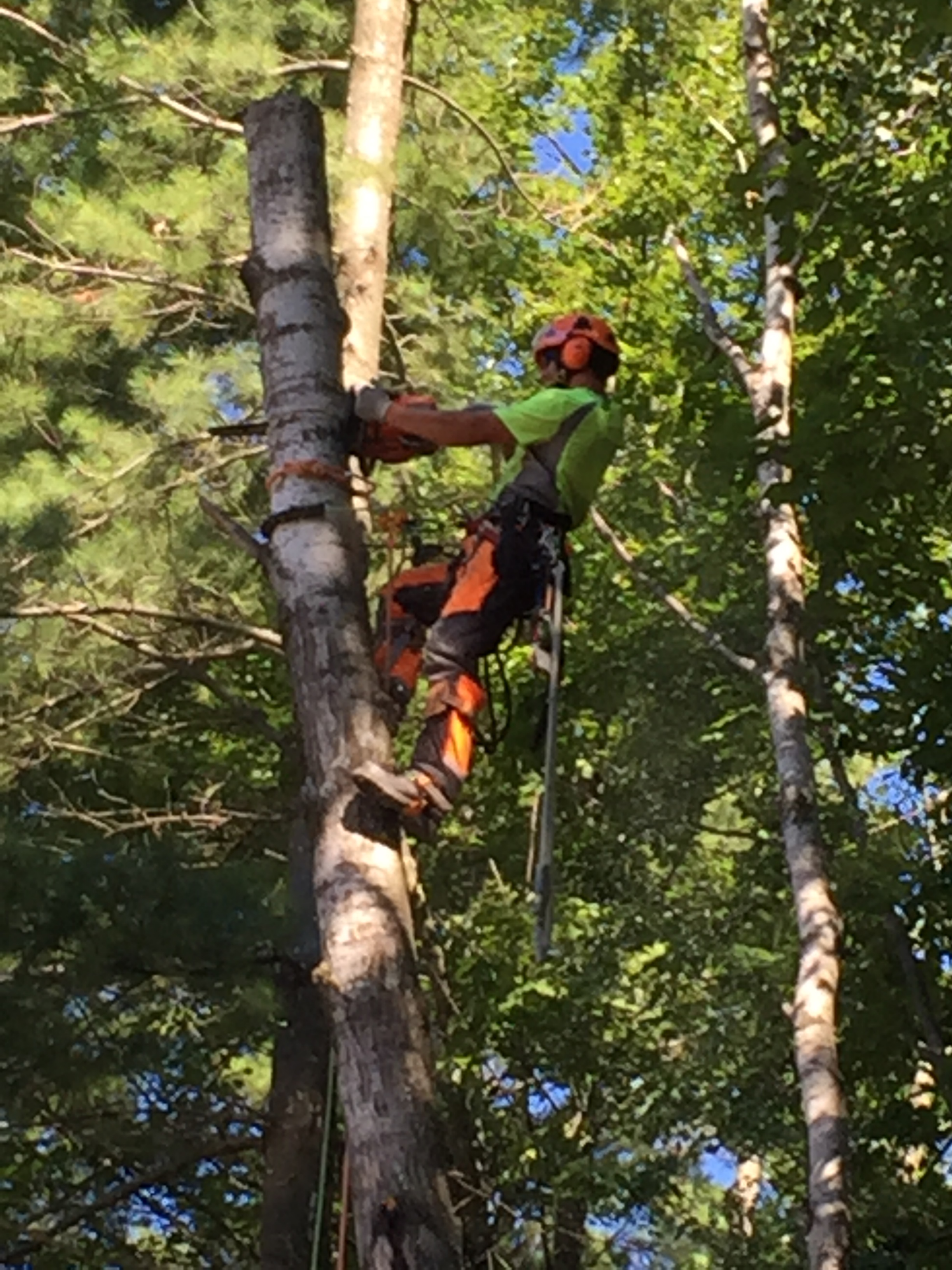 Barrie Tree Removal, Tree Pruning Services Pro Tree Service